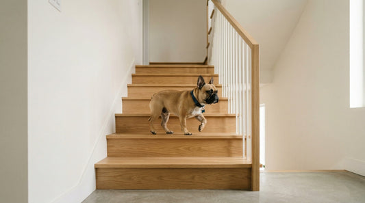 A brown French Bulldog climbing up a modern wooden staircase in a minimalist interior. The background features clean white walls and bright, soft natural lighting. The image is a wide-angle landscape shot focusing on the dog's movement.