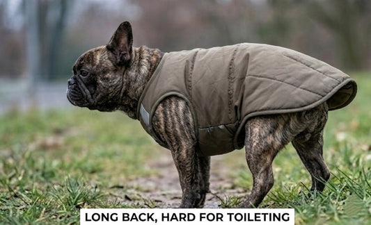 Brindle French Bulldog wearing a dark olive winter dog vest in a park, illustrating a "long back" design that makes toileting difficult.